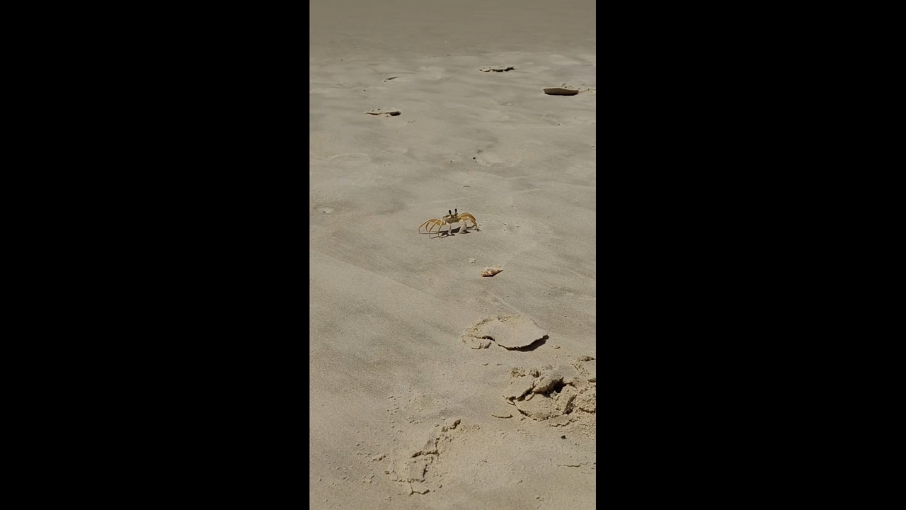 Crab adorably snatches food at Brava Beach in Florianópolis, Brazil