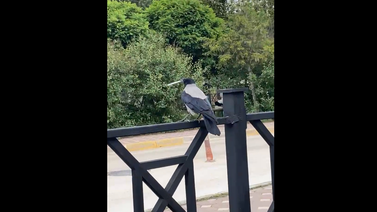 Crow steals cigarette in Tokat, Türkiye