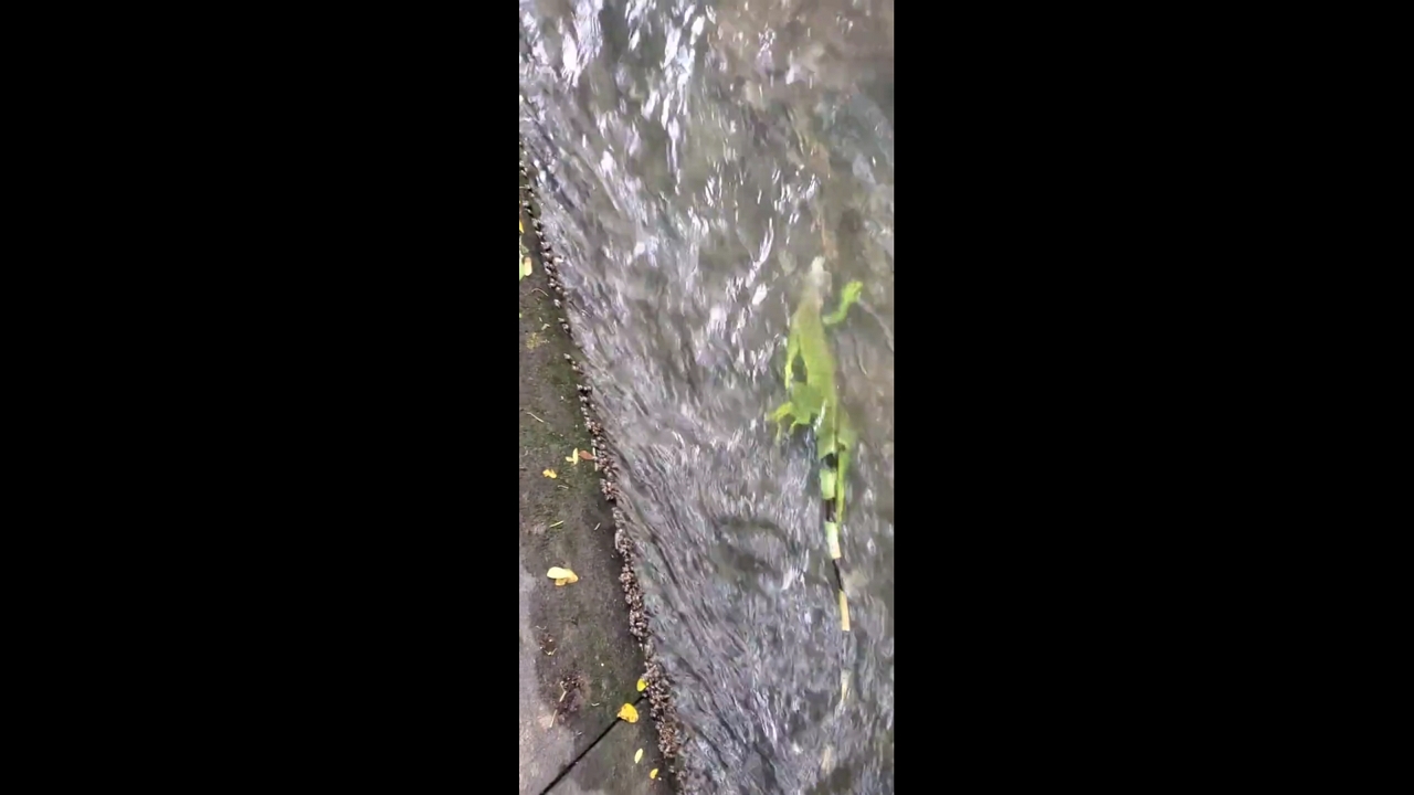 Iguana struggles against canal current in Baní, Dominican Republic