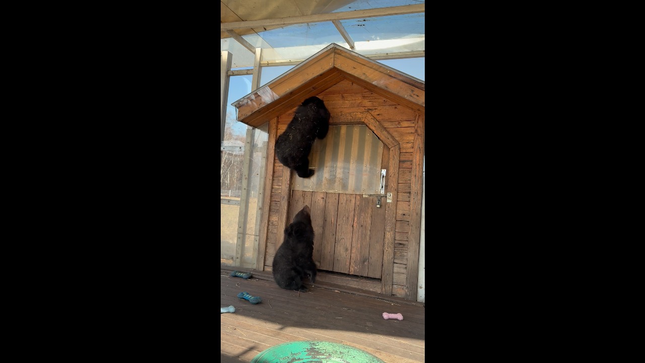 Bear cub struggles to reach its companion perched on a wooden shelter in Heilongjiang, China