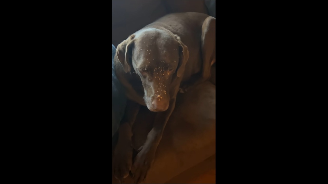 Dog sits calmly with coffee-covered face after messy mishap in Faribault, USA