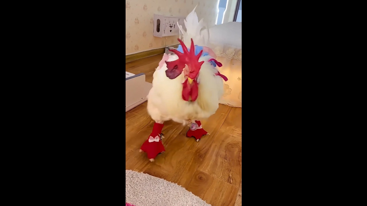 Two pet chickens in miniature outfits hurry to their owner when called in Anhui, China