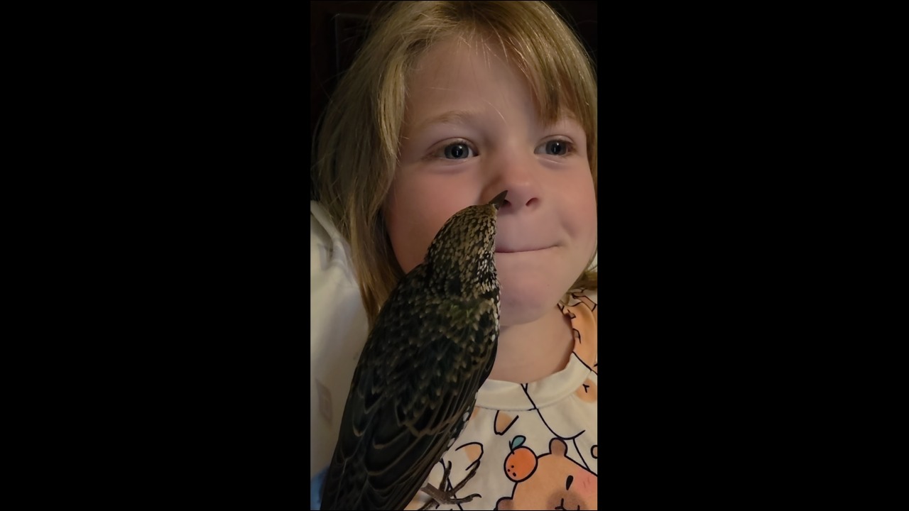 Rescued starling hilariously examines 6-year-old girl's teeth in Michigan, USA