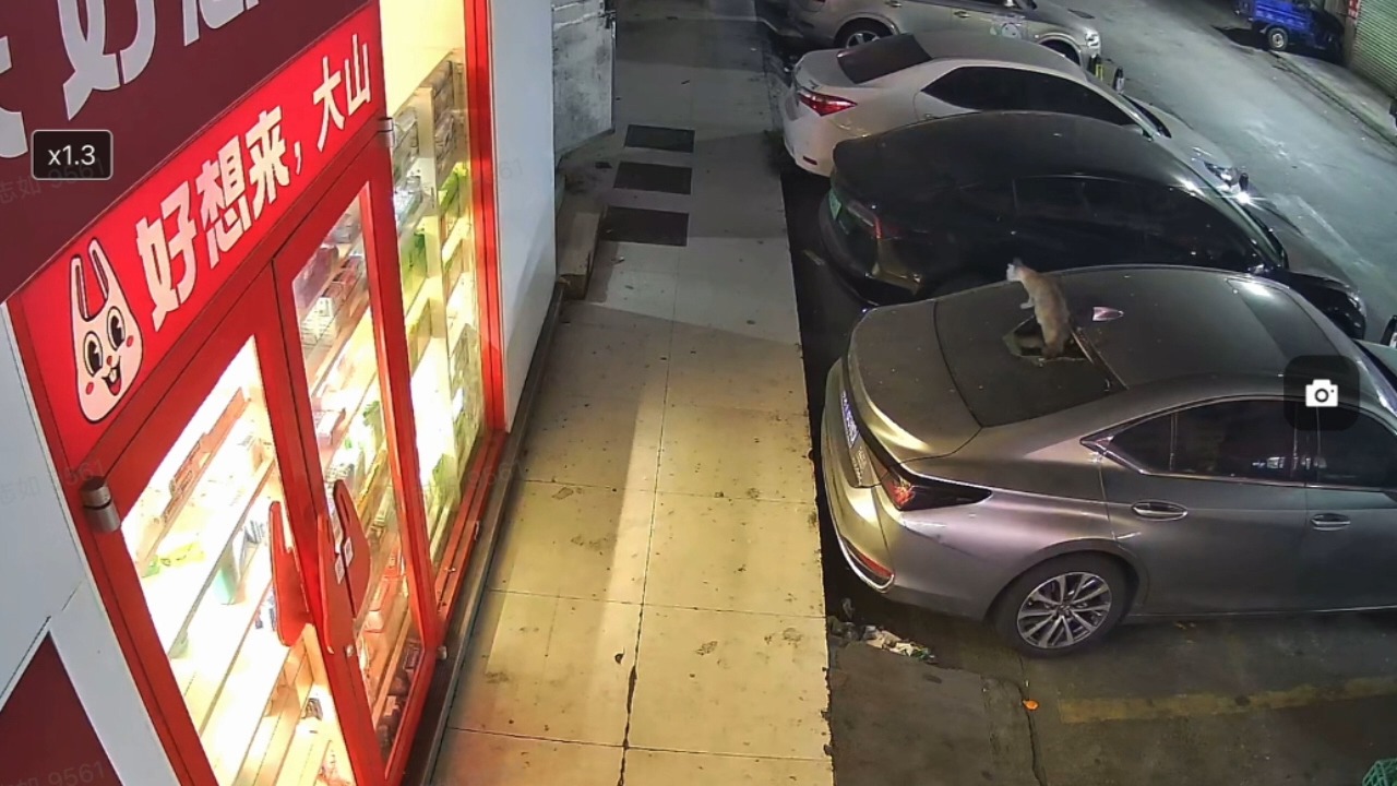 Cat falls through rear window of parked car, shattering glass in Guangdong, China