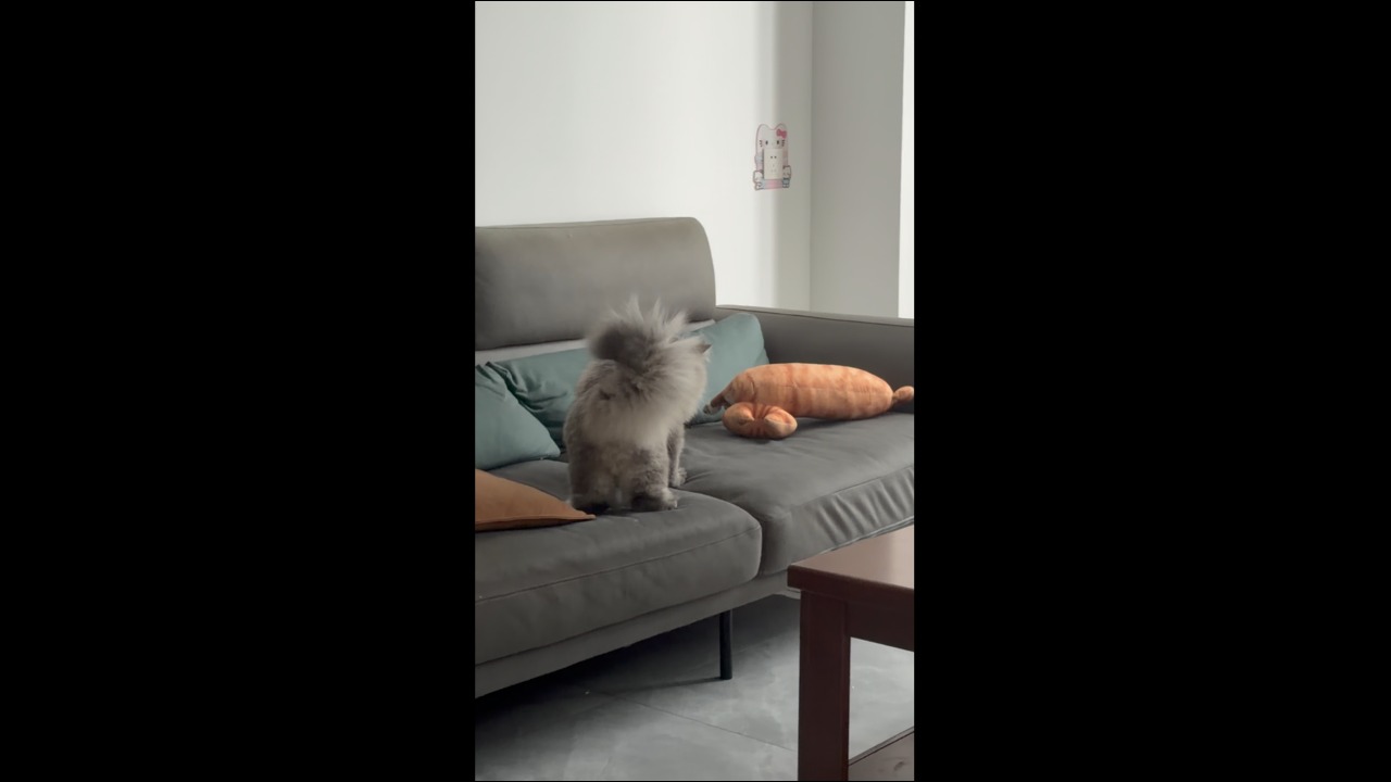 Curious cat hilariously swats at a plush toy on the couch in Anhui, China
