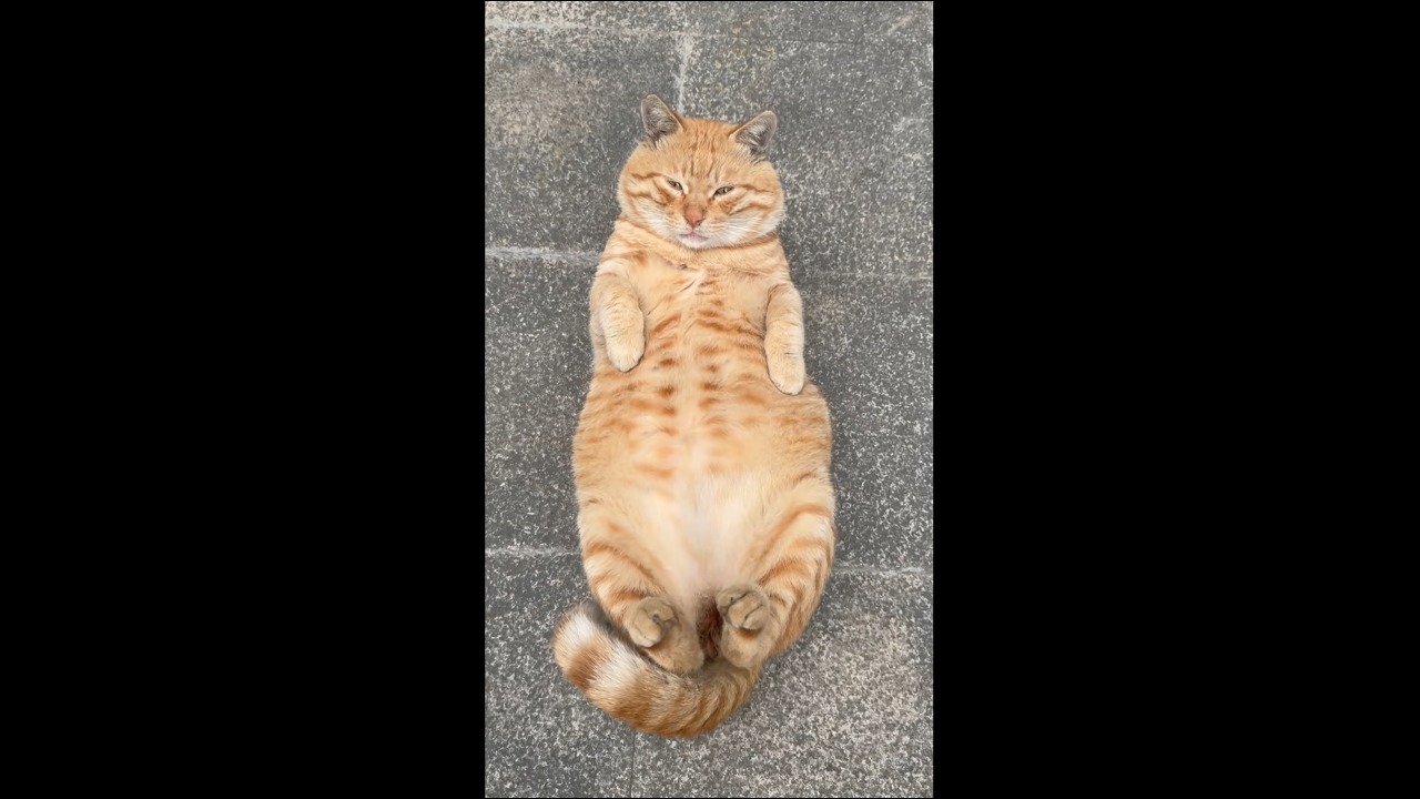 Relaxed orange cat lies belly-up and meows softly at a passerby in Sichuan, China
