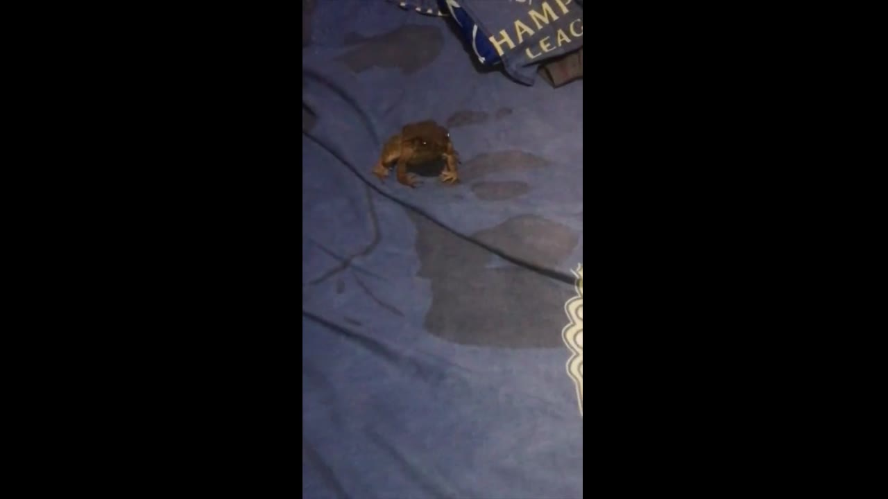 Unexpected friendship unveiled: cat and frog share cozy moments in Majalengka