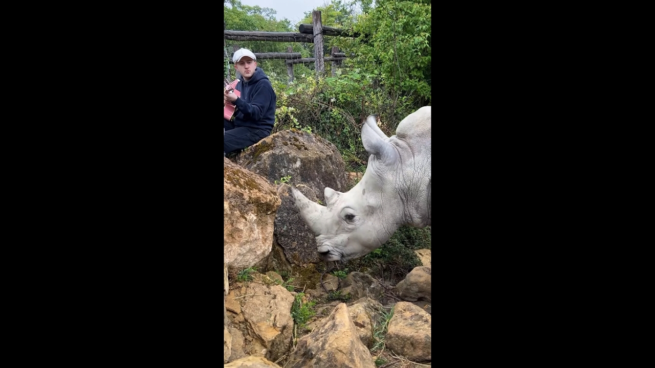 Curious rhino joins artist mid-song at French wildlife park in Zoo d'Amnéville, Hagondange, France