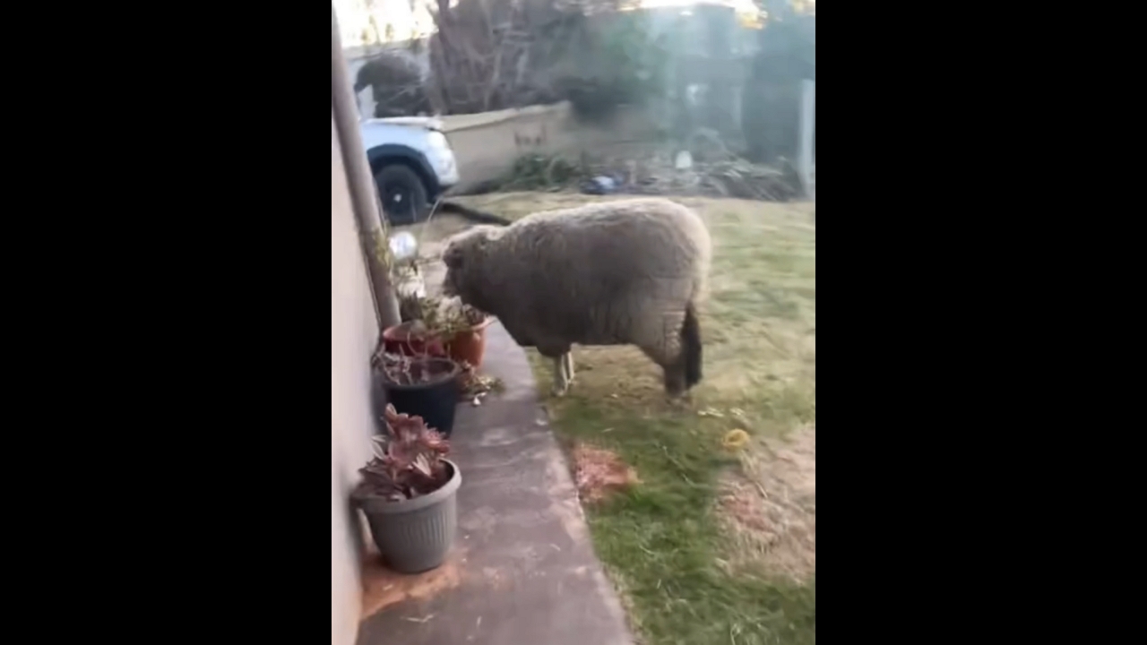 Sheep caught munching on backyard plants in Atlántida, Uruguay