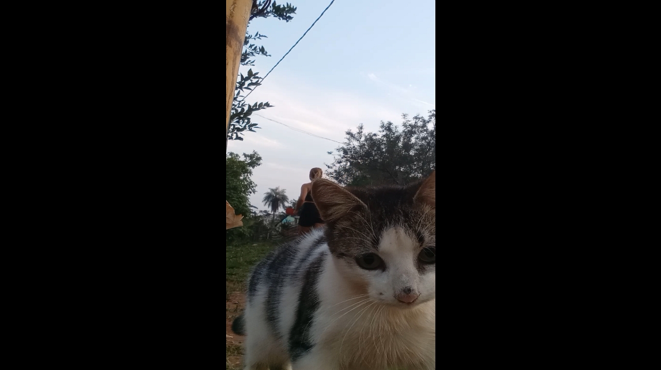 Family workout interrupted by curious cat in Ypané, Paraguay