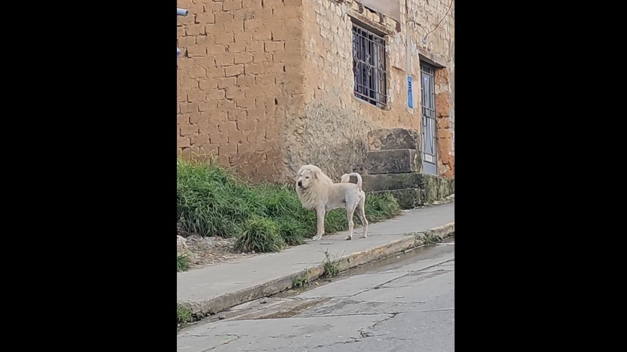 Dog in Perú looks like a lion