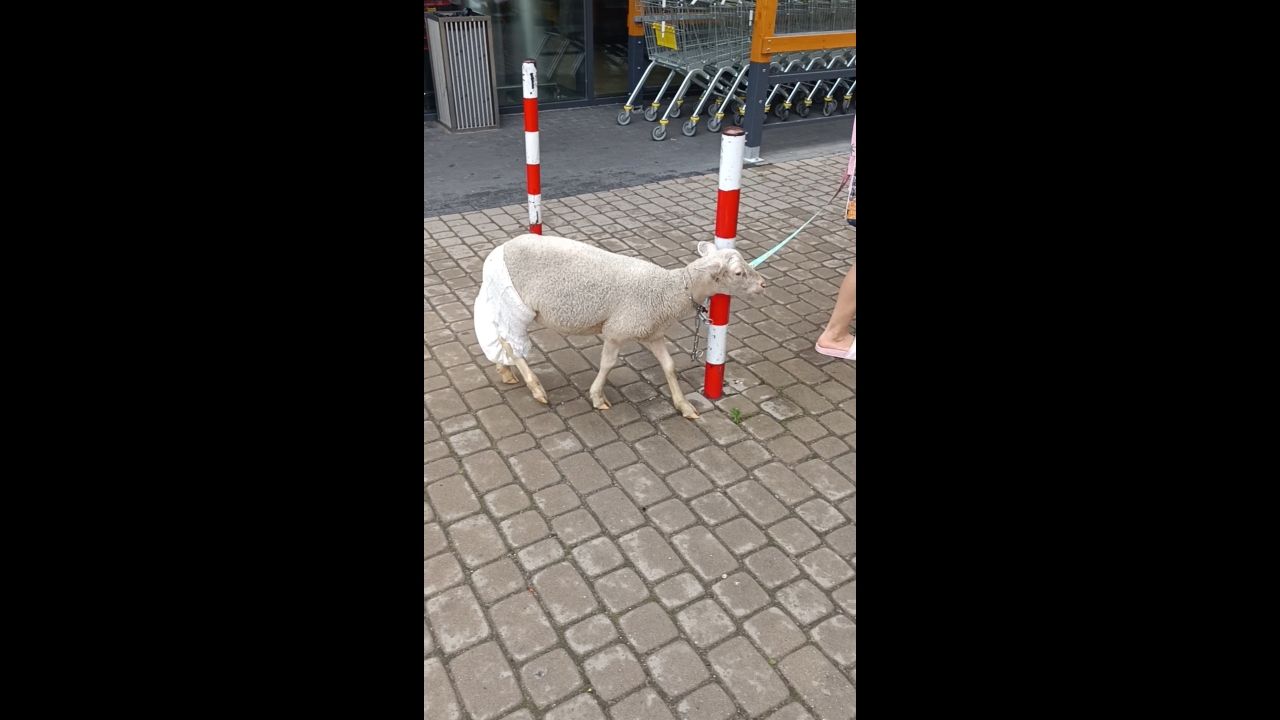 Person walks sheep in diapers in Białystok, Poland