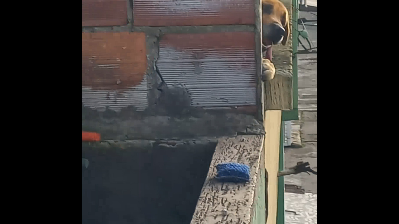 Dog peers through terrace during barbecue in Bogotá, Colombia