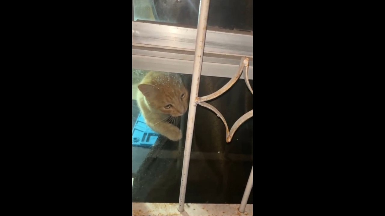 Curious cat peeks through window curtain in Ciudad Obregón, Mexico