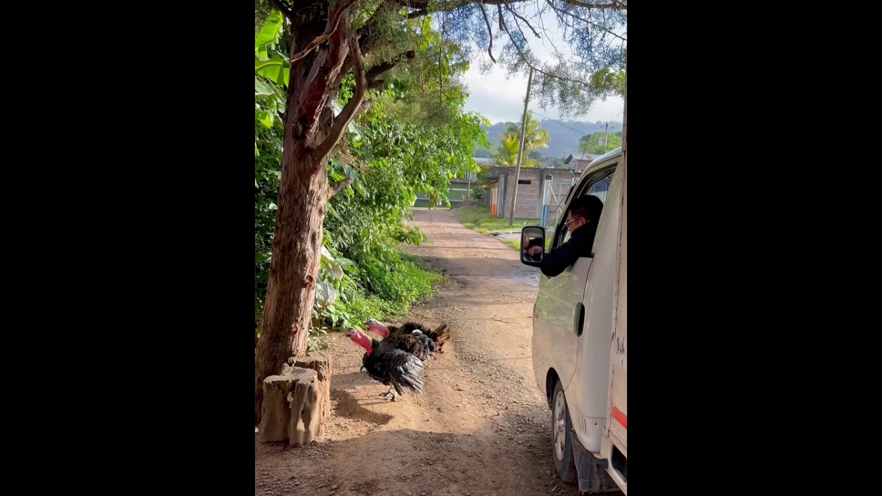 Man playfully "talks" to turkeys in San Sebastián de Yalí, Nicaragua