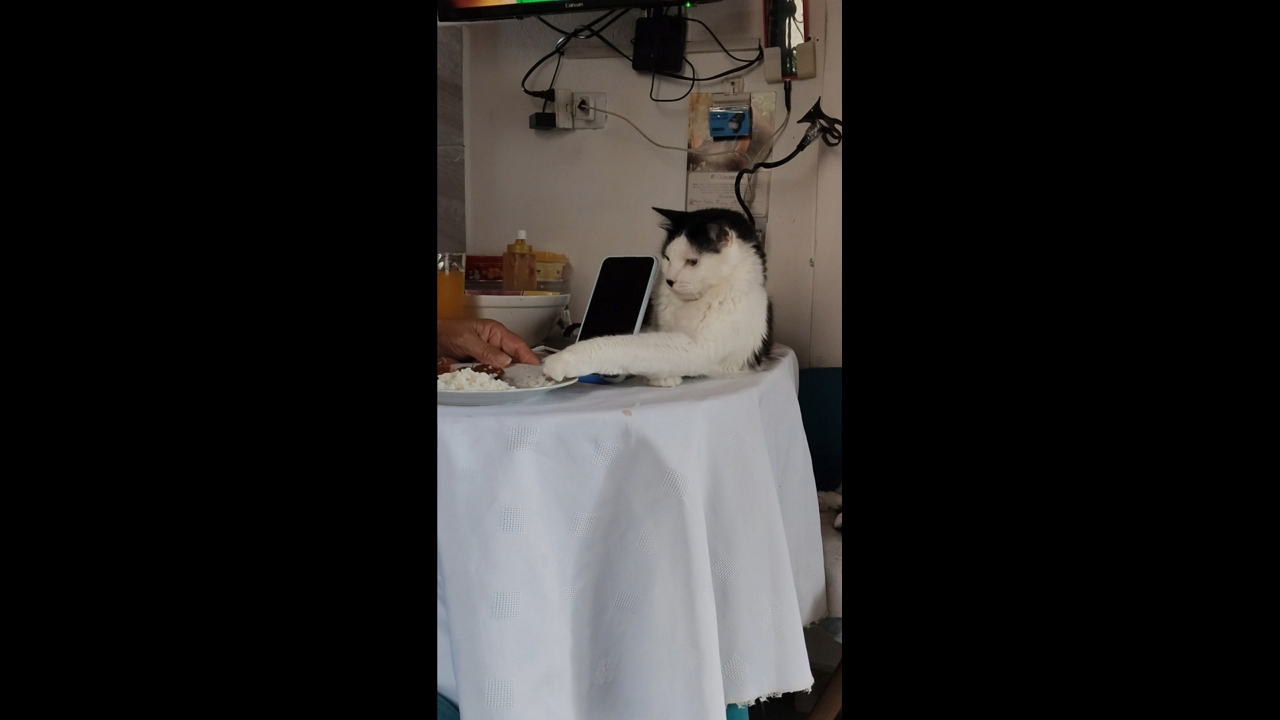 Cat tries to steal food from table in Medellín, Colombia
