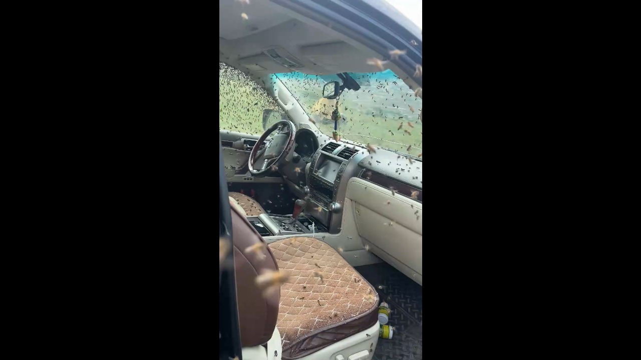 Massive swarm of bees fills car's interior in an unusual sight in Mikrakh, Russia