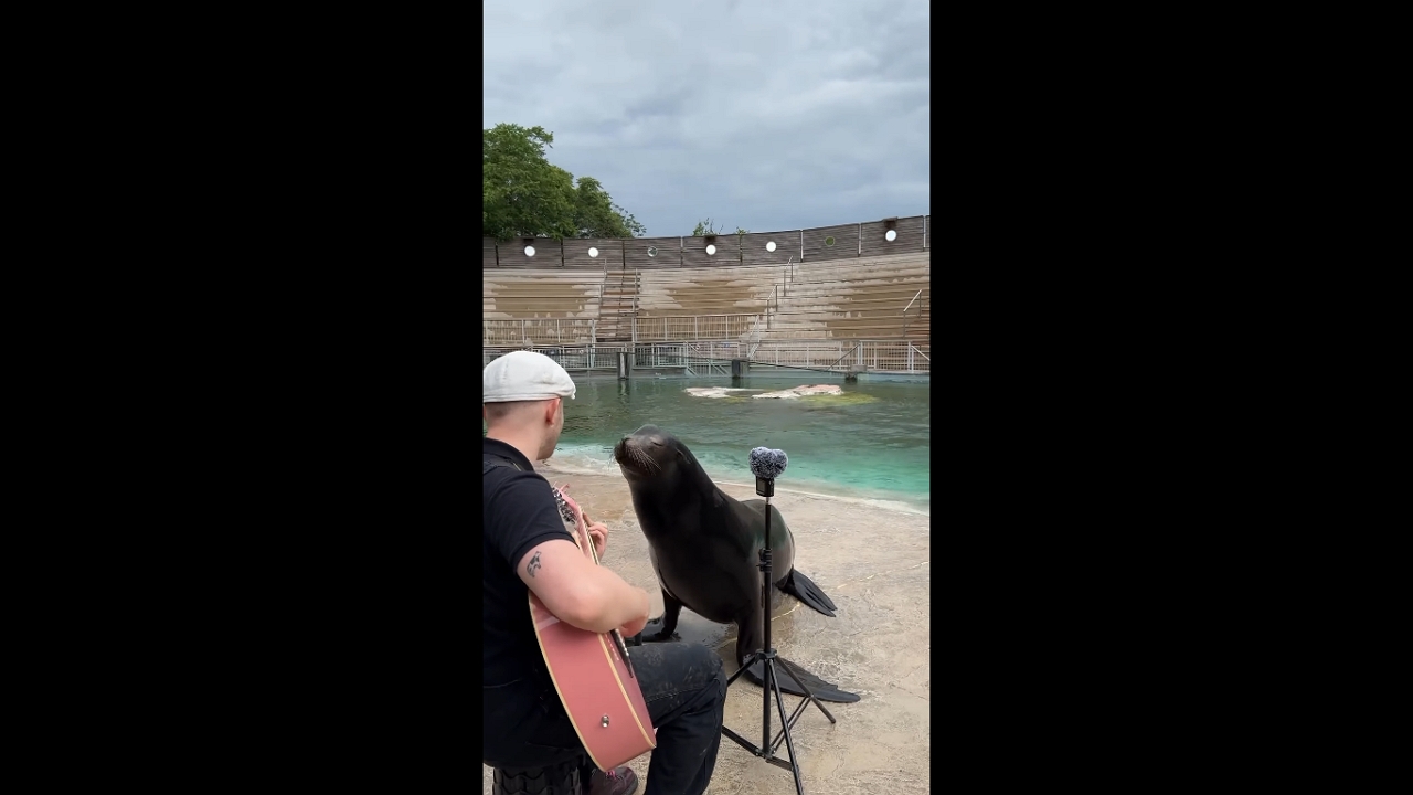 Sea lion sways with artist during oceanarium performance in Zoo d’Amnéville, Hagondange, France