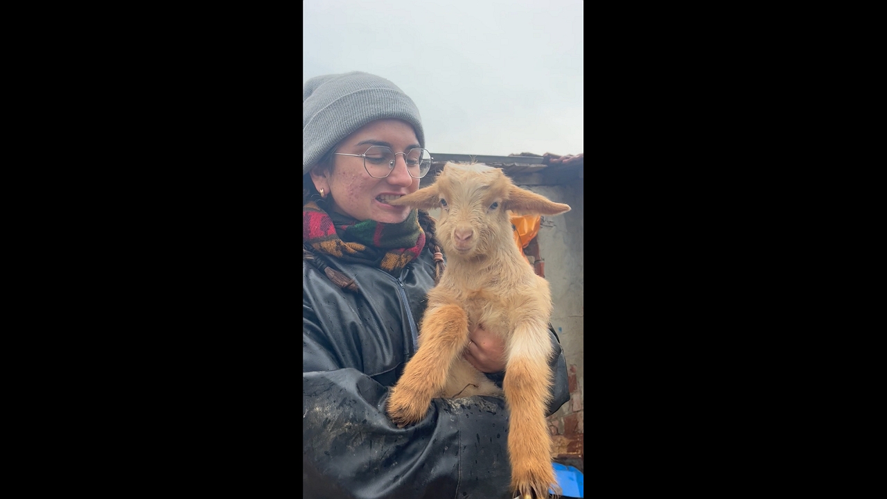 Woman teases and comforts baby goat in Çanakkale, Turkey