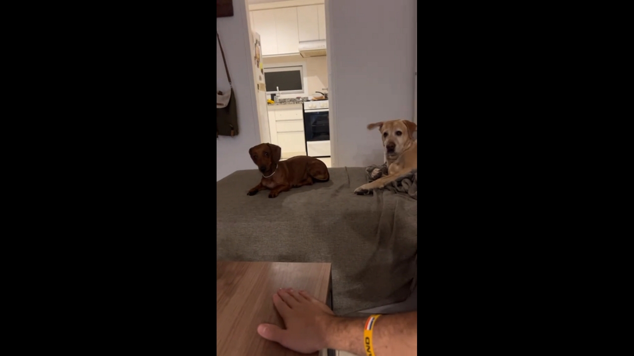 Dogs hilariously startled awake by sudden table slam in Córdoba City, Argentina