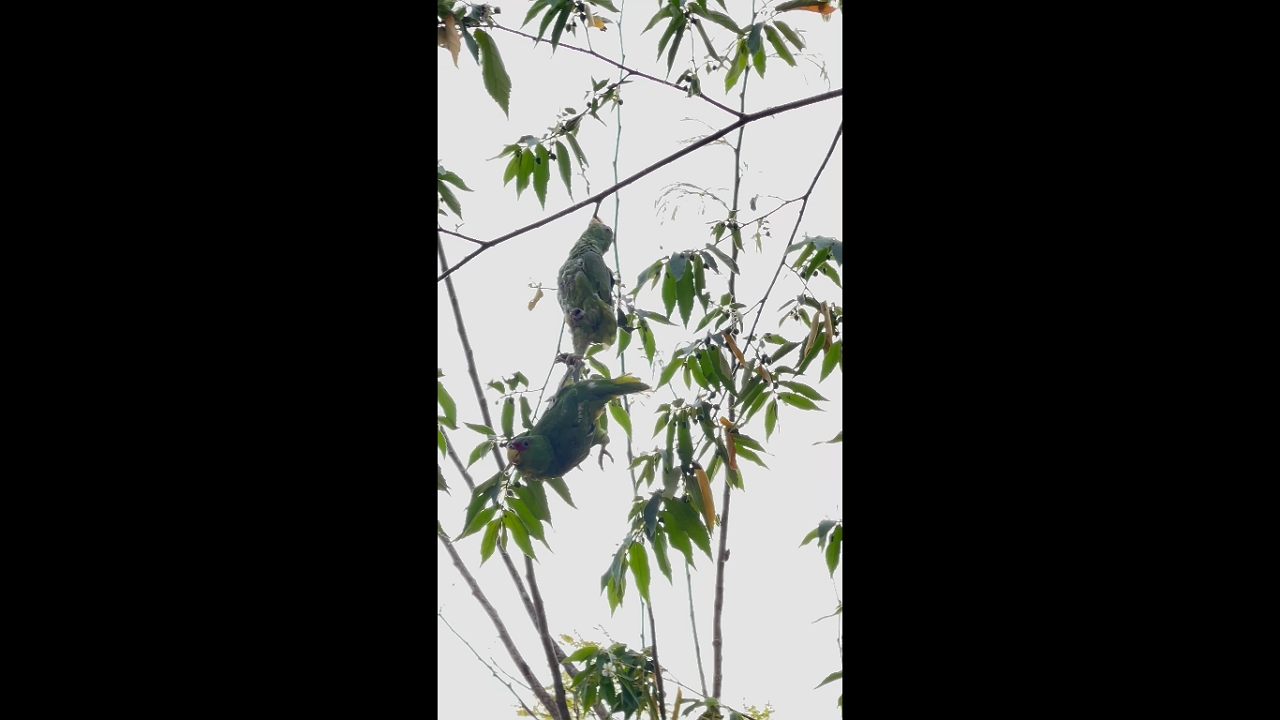 Parrot drops another after pecking in Copán Ruinas, Honduras