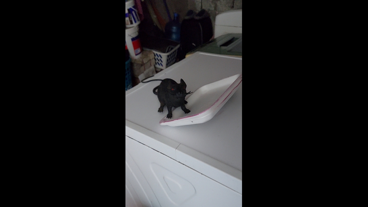 Family in Iquique, Chile, shares hilarious reaction to unexpected houseguest—a rat!