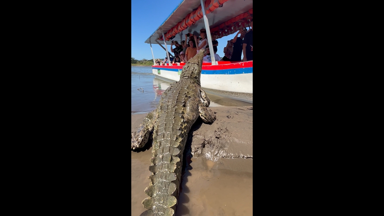 Crocodile encounter: terrifying close call on Tárcoles River boat tour