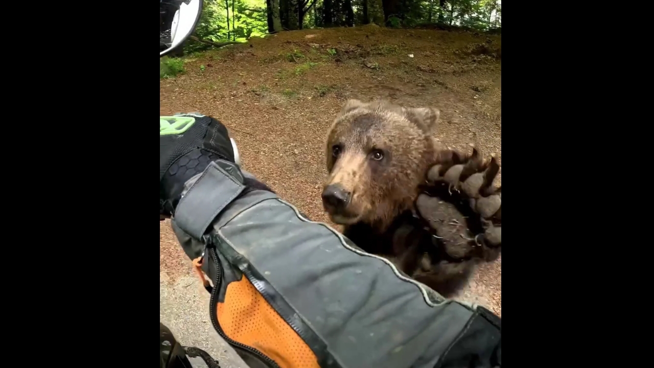 Brown bear charges motorcyclist in Ovacık, Tunceli, Turkiye
