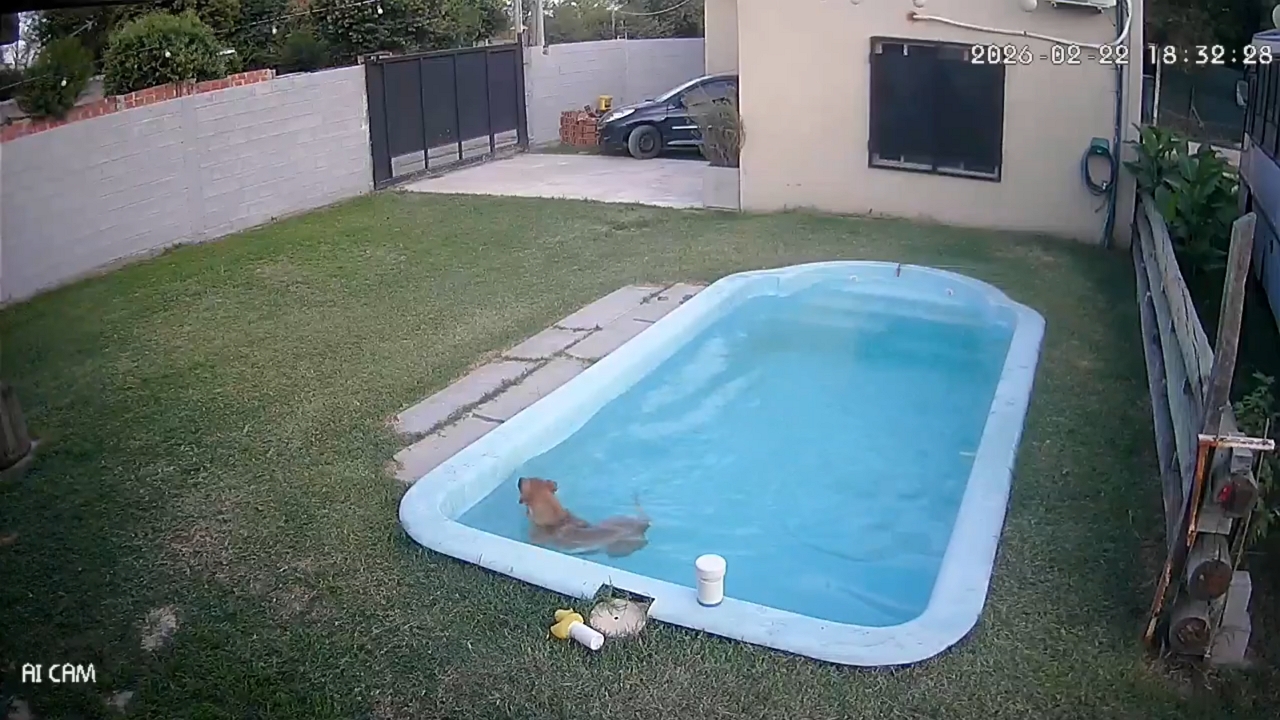 Dog jumps into pool after curiously looking at water in General Rodríguez, Buenos Aires