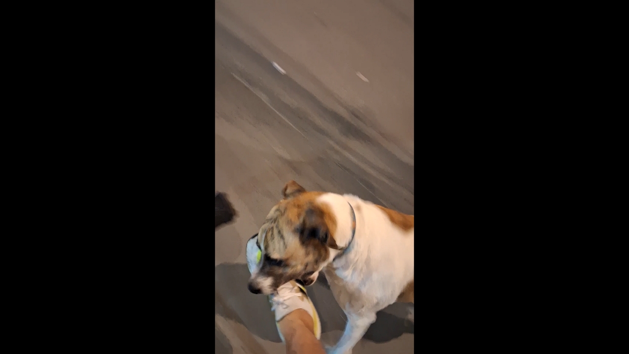Playful street dog chases cyclist in Rincón del Suba, Bogotá, Colombia