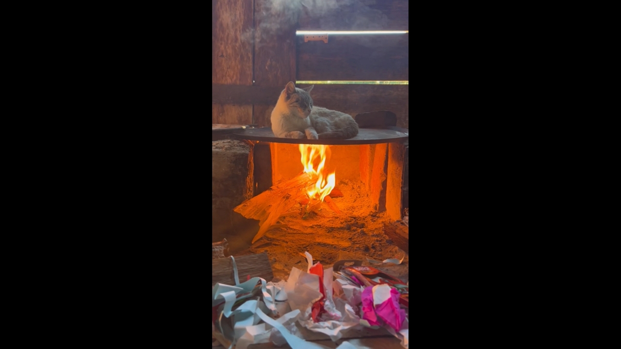 Cat suddenly jumps off heated metal plate in Michoacán, Mexico