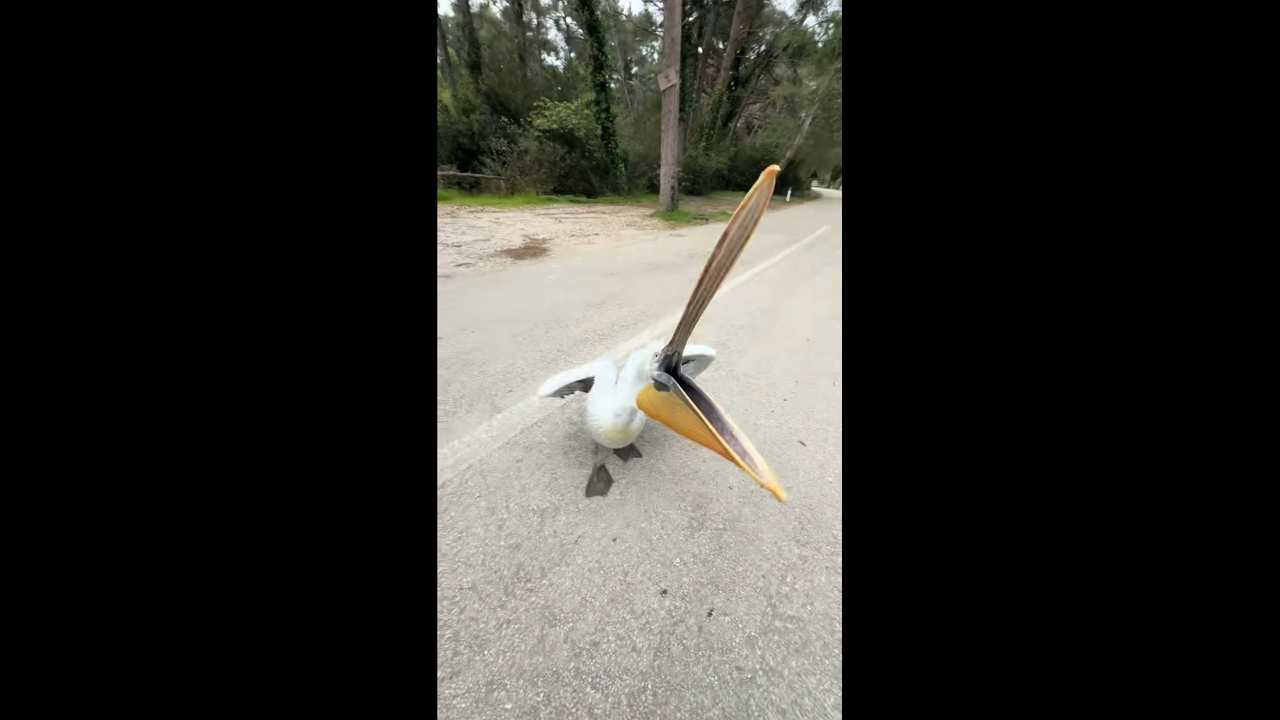 Pelican snaps at visitor during roadside encounter in Divjakë-Karavasta National Park, Albania