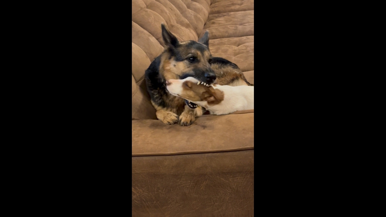 Adorable playtime between two pet dogs in Ponta Porã, Brazil