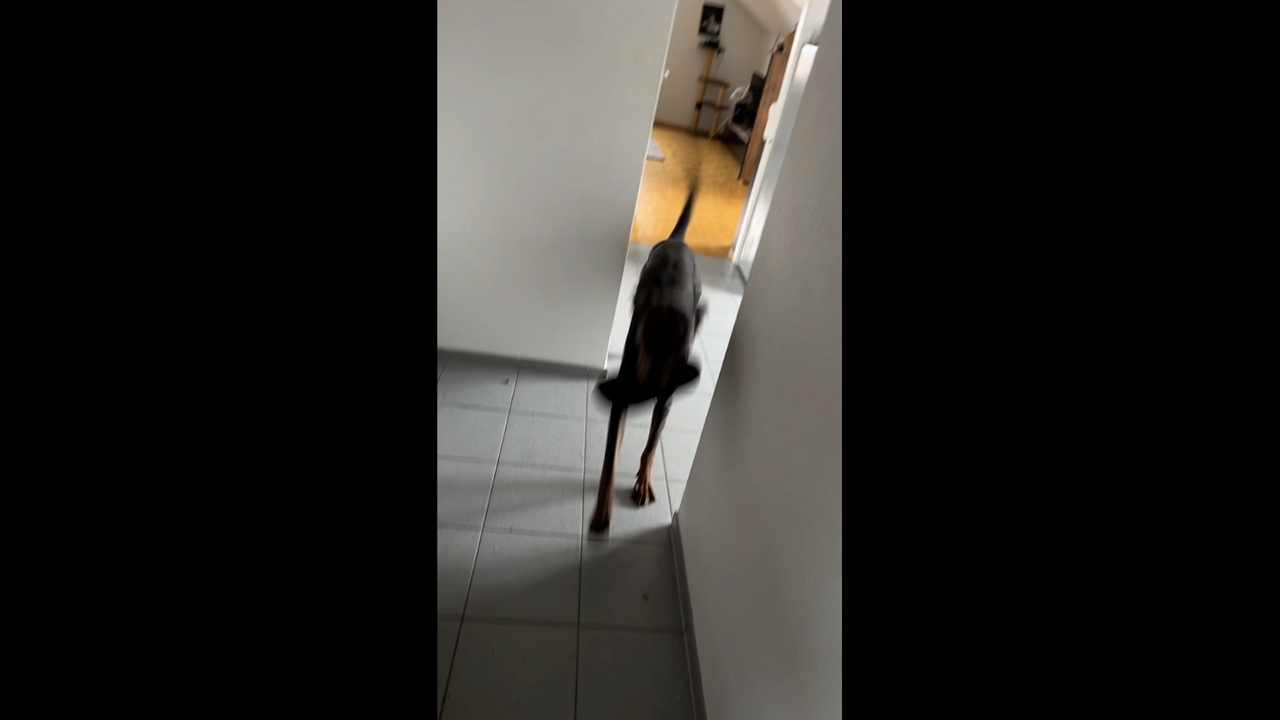 Dog runs through house with sandal in its mouth in Münster, Germany