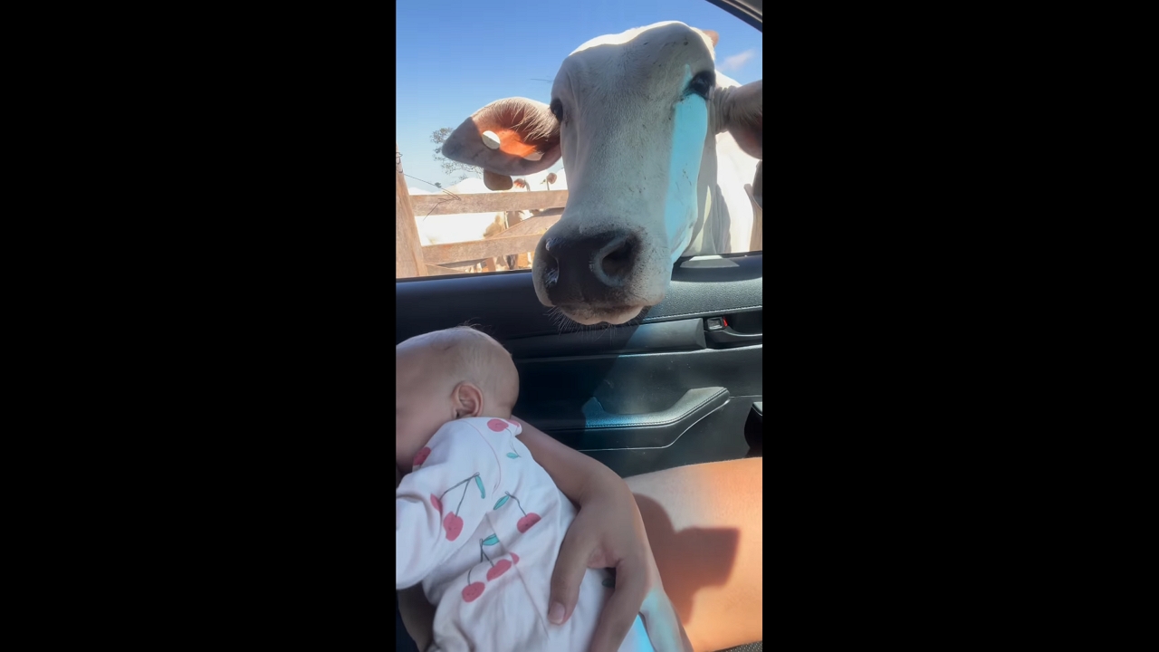 Curious cow sniffs baby in Rondônia, Brazil