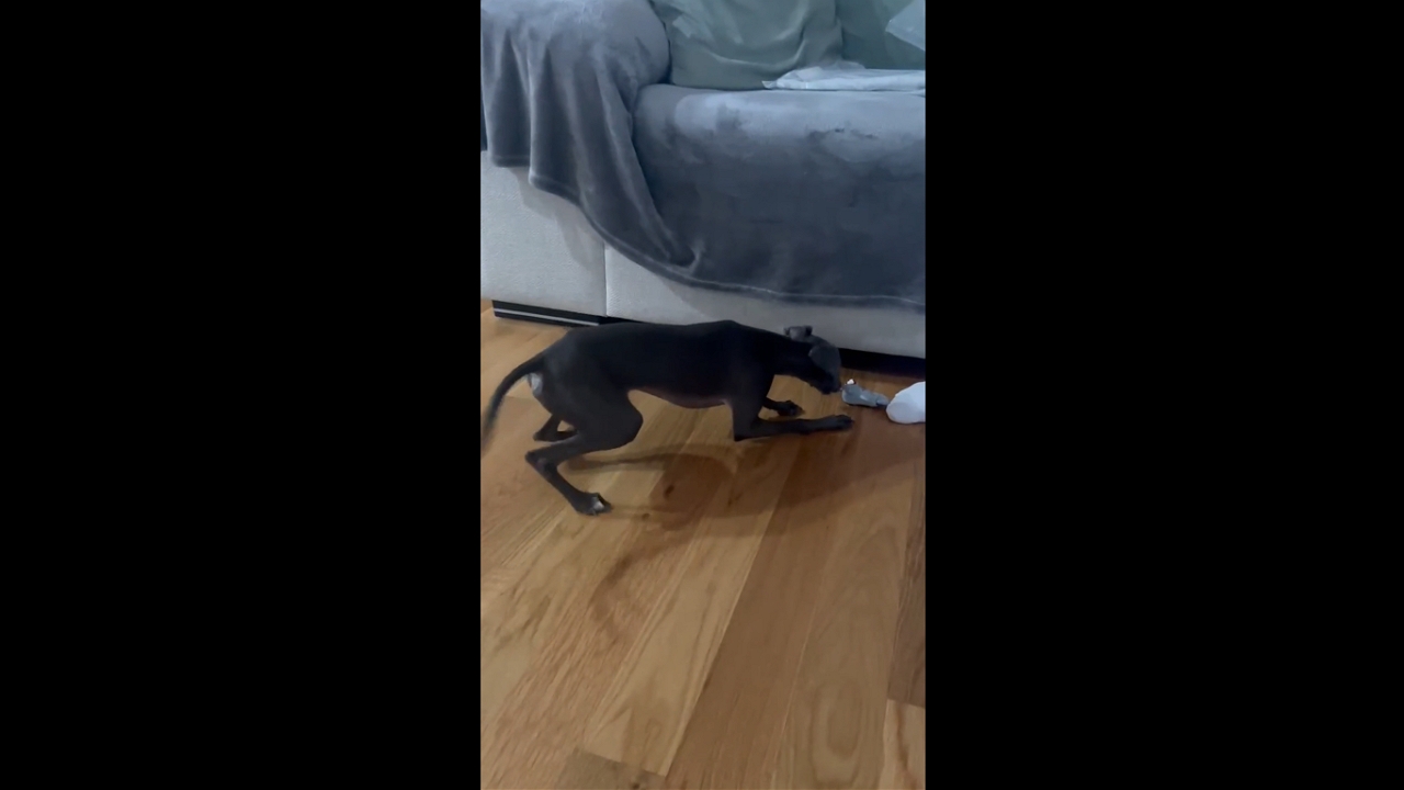 Energetic Italian Greyhound plays with mechanical toy in Maliaño, Spain