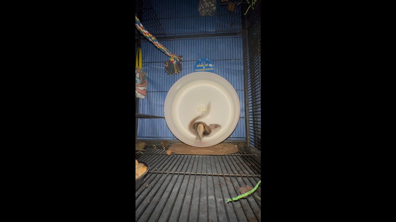 Two baby flying squirrels Hansel and Gretel run together on an exercise wheel in Merrick, USA