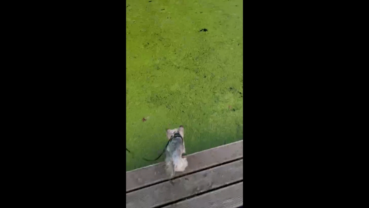 Dog jumps into algae-filled pond in Tomaszów Mazowiecki, Poland
