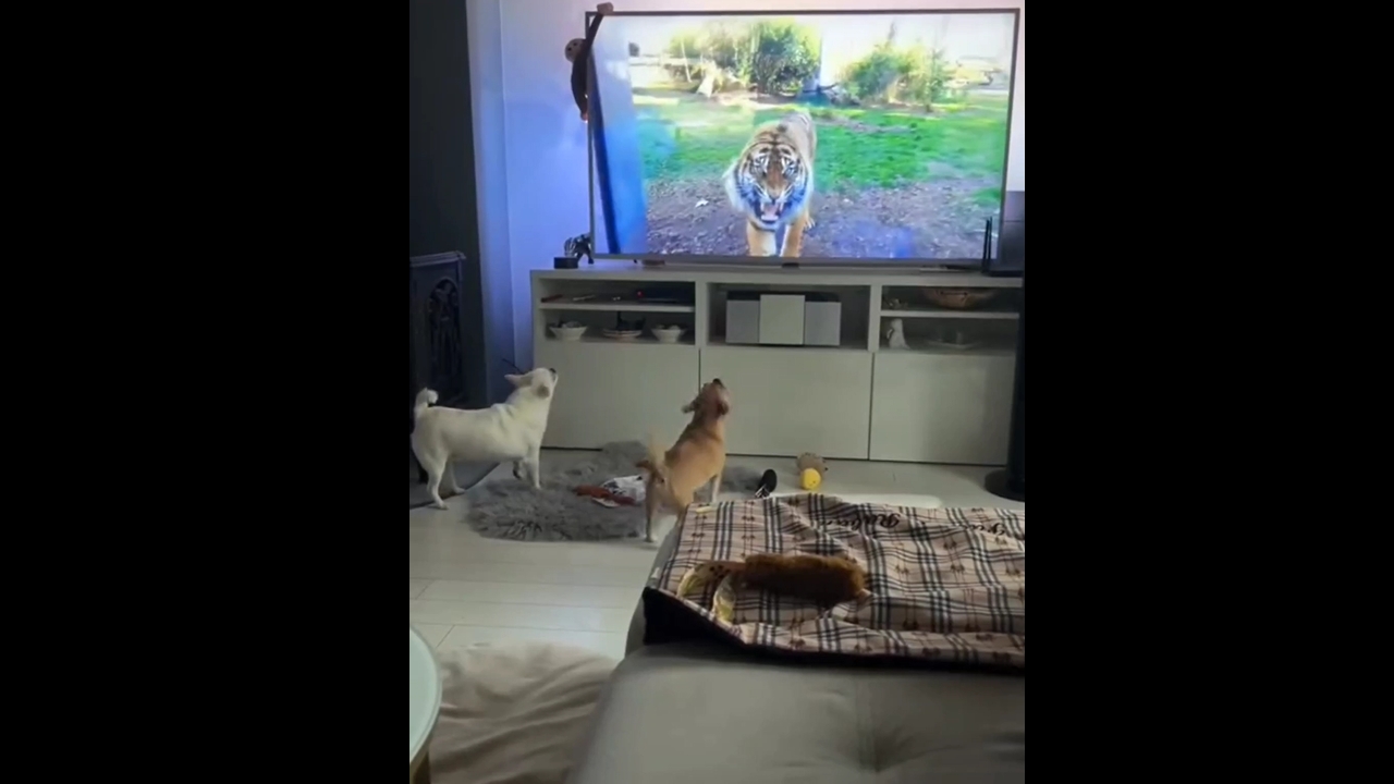 Dogs react hilariously to TV tiger in Gdańsk video