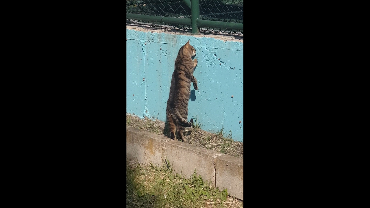 Cat tries to pull mouse from hole in Tekirdağ, Turkey