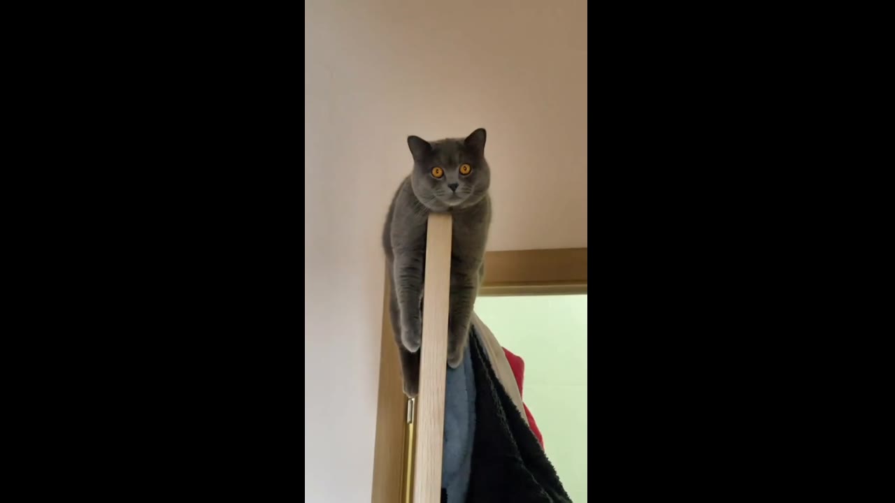 Feline paradise: Simba's ultimate vacation spot atop the door!