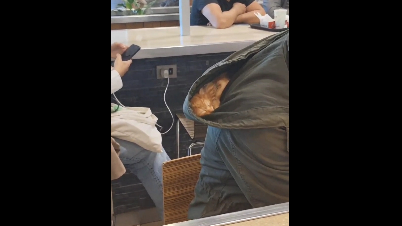 Cat nestled in jacket hood in Concepción, Chile