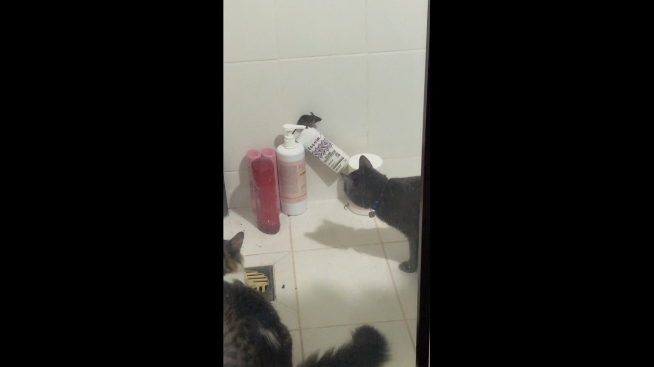 Mouse cornered by two cats in Asunción, Paraguay