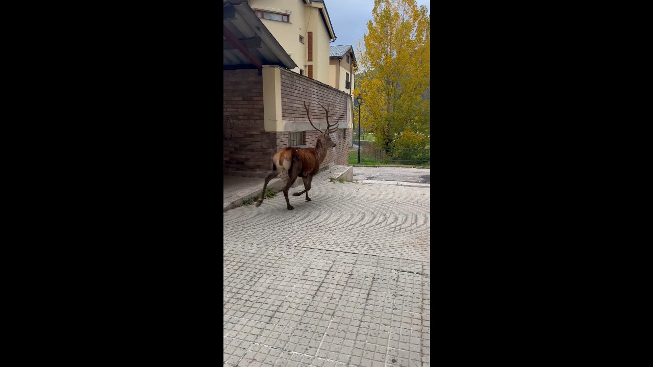 Wild deer unexpectedly walks past a resident in La Molina, Spain