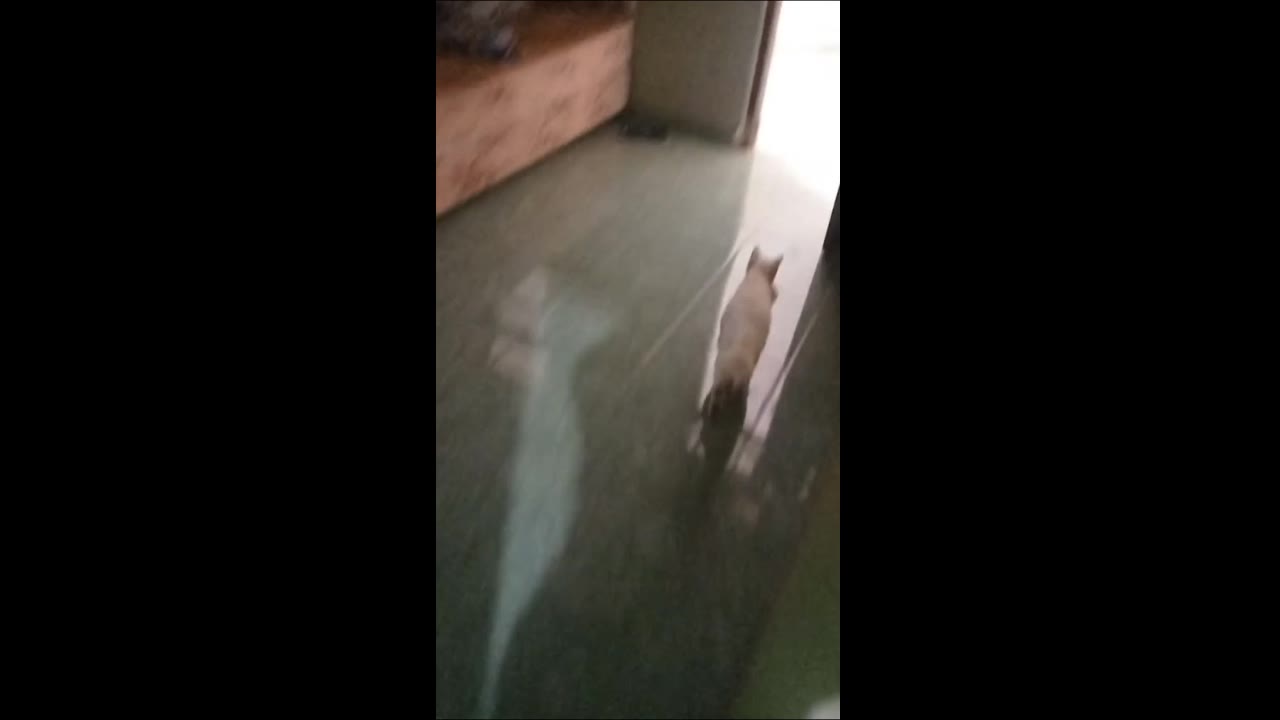 Motherly cat takes kitten on a house adventure, returns it safely to siblings