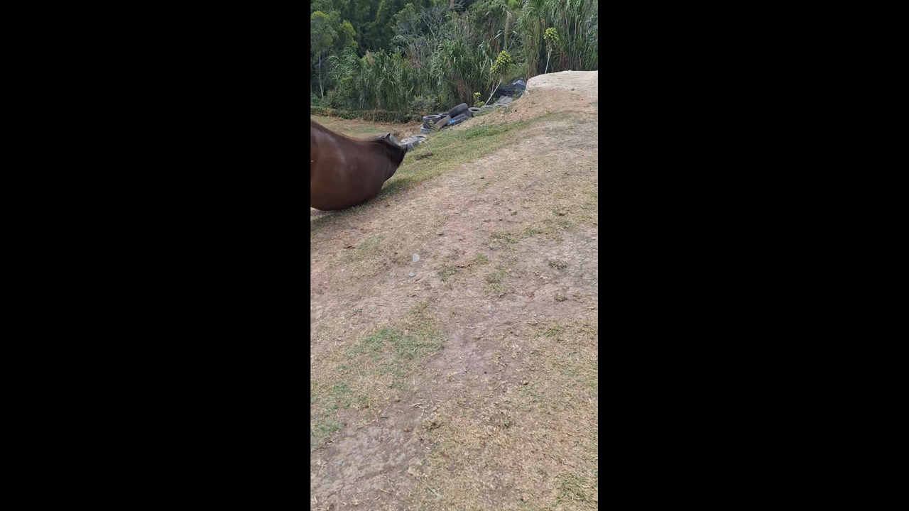 Horse hilariously slips while running with group in Belén de Umbría, Colombia