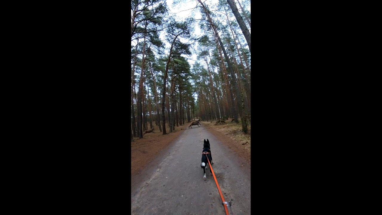 Training bikejoring with a dog interrupted by herd of deer in Poznań, Poland