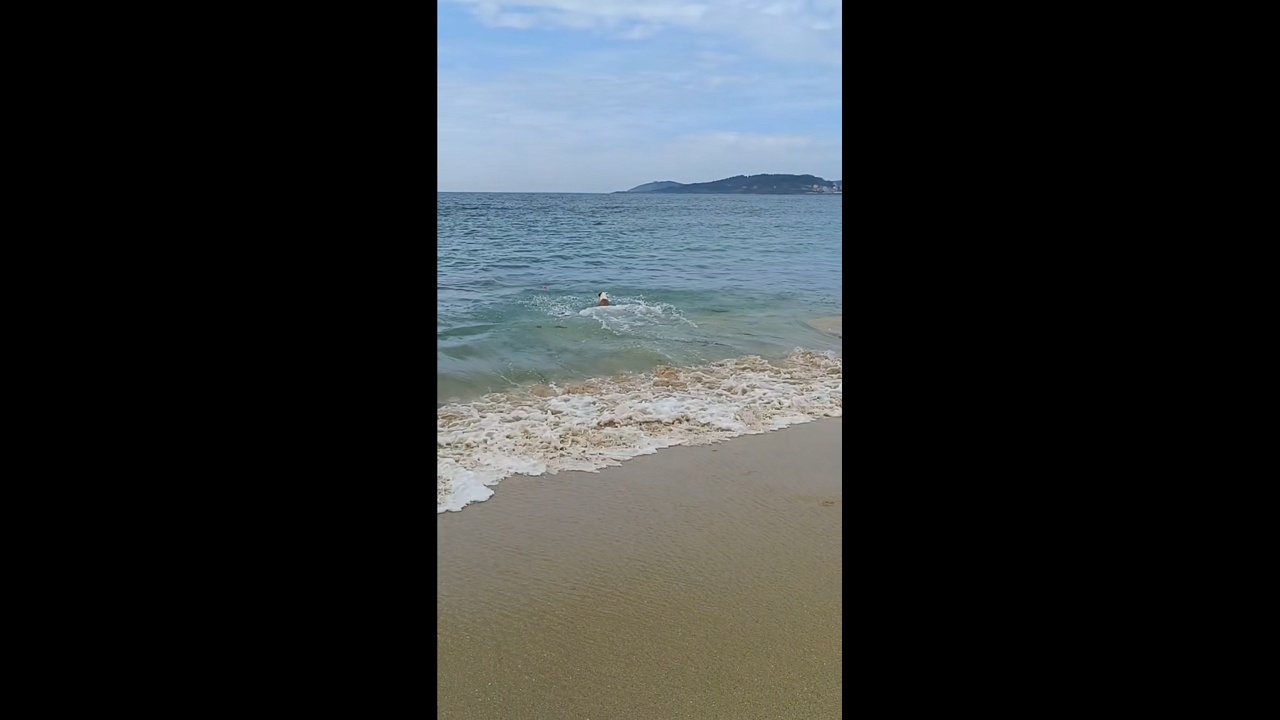 Dog braves waves to fetch ball on beach in Muxía, Spain
