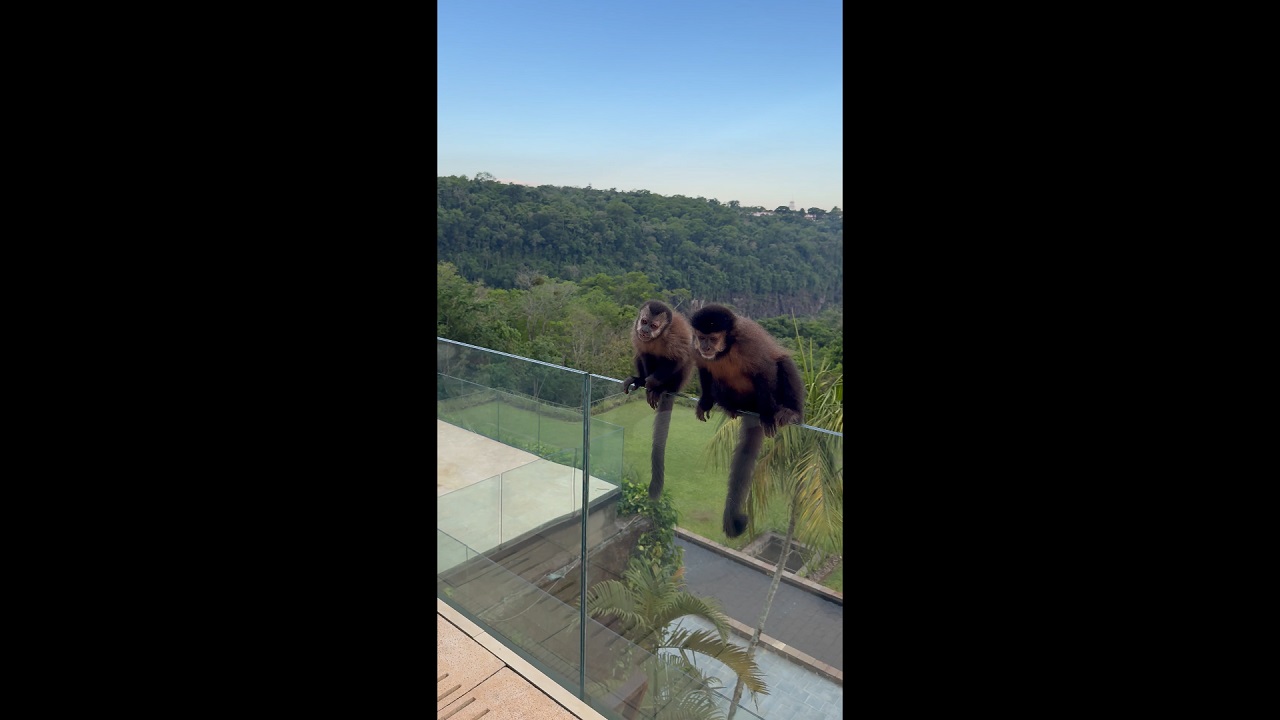 Monkey playing on balcony in Iguazú Park, Misiones, Argentina