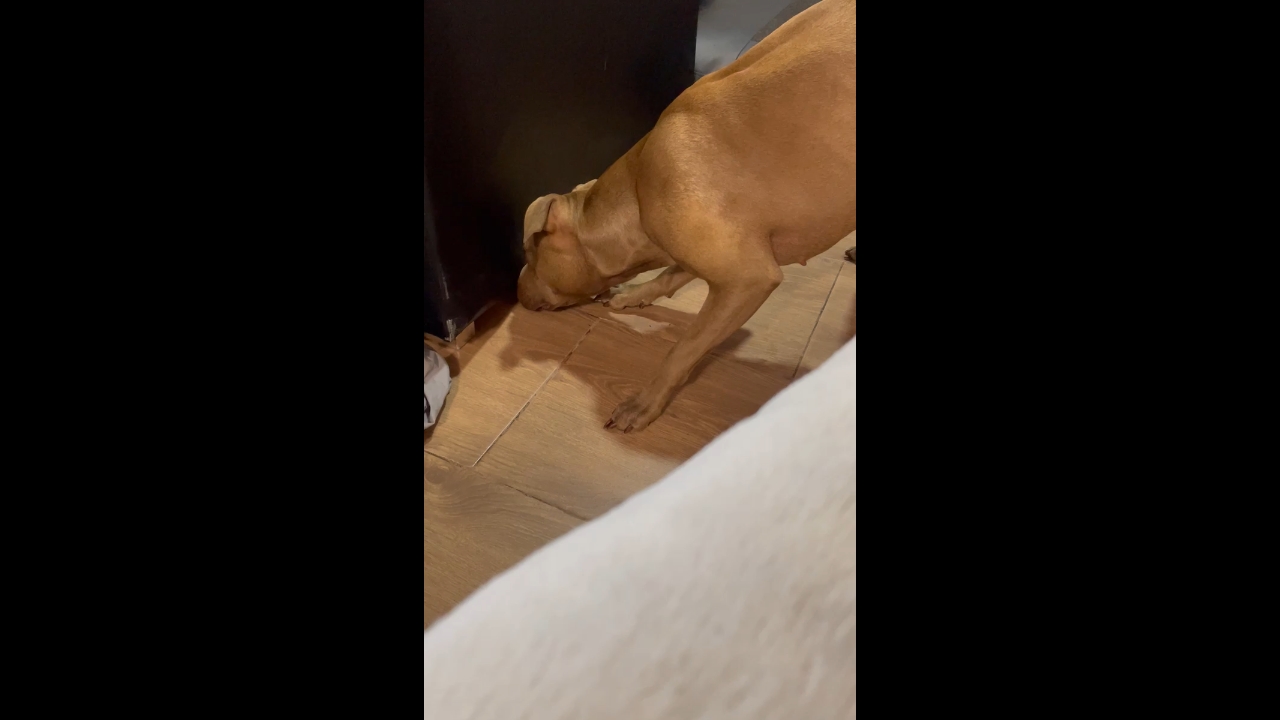 Dog's confusion as kitten hides under furniture in A Coruña